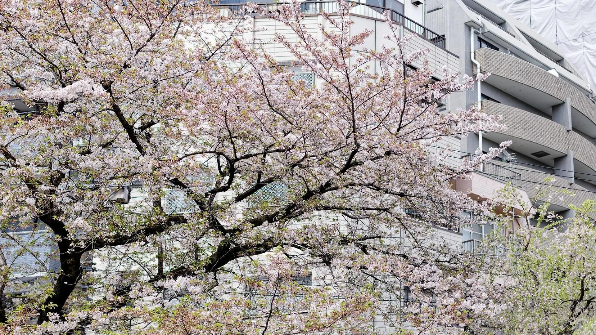 Tokyo Kitaku Hotel Japan
